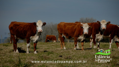 DOS EÓLICOS VIRA P FAZENDA_Moment.00_03_11_22.Quadro510_e968f0f4c60e3a14ffff55b499d49b62219ec2e3.jpg